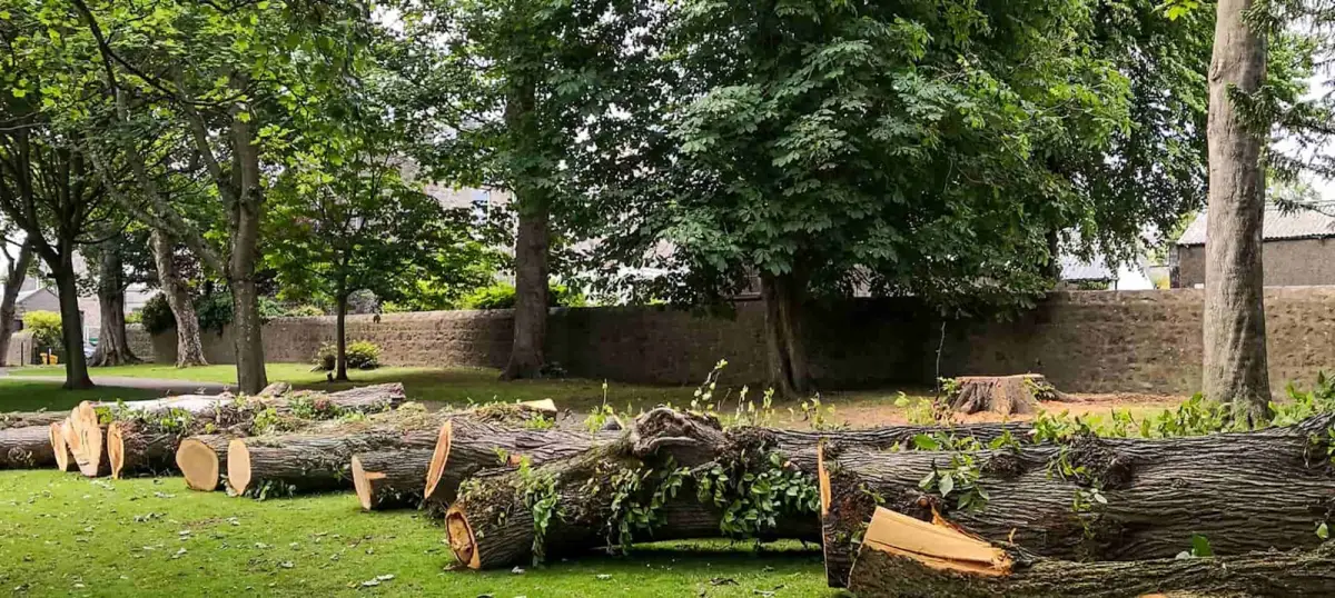 Cut logs on grass used as contextual land-clearing imagery