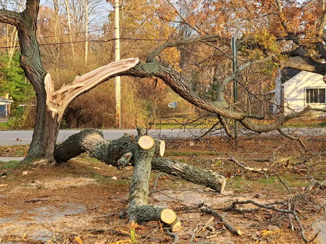 Storm-damaged tree in a yard used as contextual urgent tree-work imagery