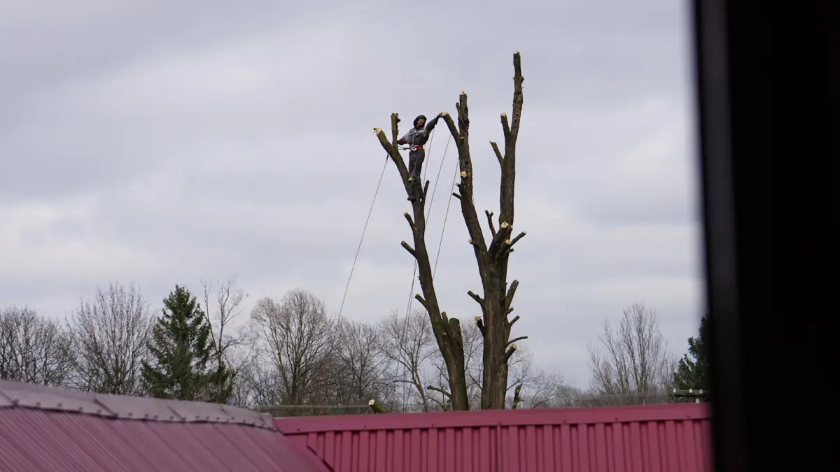 Arborist pruning a tall tree with ropes